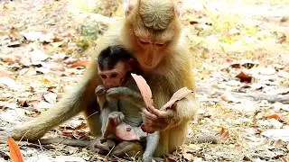 Poor baby Dustin crying lost mom BUT beautiful monkey Rose responds to take care instead of mom.