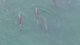 4K Mavic Zoom Drone - Baby dolphins playing off Moonstone Beach - California