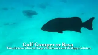 Gulf grouper - Baya - Mycteroperca jordani