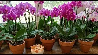 Forget Fertilizer! Eggshells are the SECRET to Stunning Orchid Blooms
