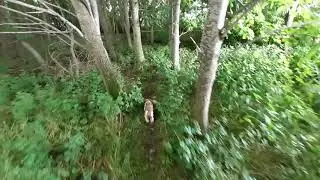 Maisach: schmaler Pfad durch den Wald