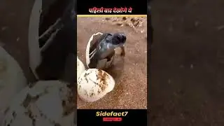 The Journey of Baby Turtles 😱 #viralfacts  #babyturtles ​ #shortsfeed​