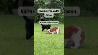 Lemmikit ja oudot &auml;&auml;net &ndash; Miksi ne reagoivat n&auml;in?
