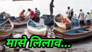 देवगड बंदरावरील समुद्री माश्यांचा लिलाव बाजार... Fish auction in devgad Port...