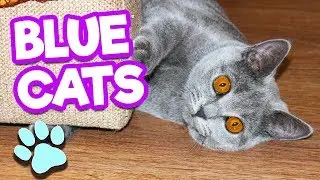 Russian Blue Cats Are Funny, Cute & Smart | #thatpetlife