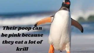 You&rsquo;ll Never Look at Penguins the Same Way Again!