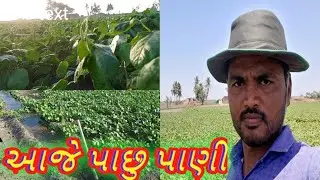 આજે પાછુ પાણી||મગ મા પિયત||મગ ની ખેતી||Cultivation of mugs