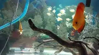 Beautyful tetras with discus