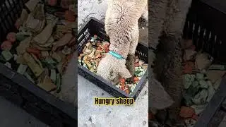 hungry sheep #sheep #animals