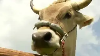 Thousands gather for traditional ox racing in Bavaria