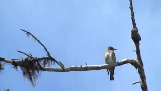 Olive-sided Flycatcher