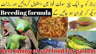 fast breeding formula | birds ko ye ik cheez use karwayan or result dakh kar heran ho jayn gay