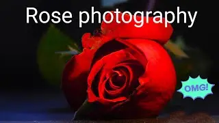 Rose photography