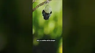 From worm 🪱 to butterfly 🦋 #shortvideo #shortsfeed #shortsvideo #shorts #butterfly #foryou