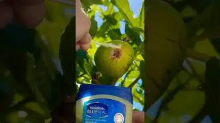 NO ONE GROWING FIGS is talking about this ☝️ thing