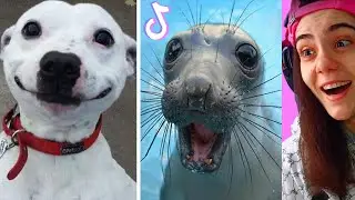 THE CUTEST ANIMALS I've ever SEEN