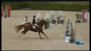 Umberto EM by Emerald | Stallion 2026