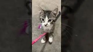 Play with the Kittens with me