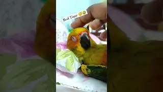 Bed Time 😂 | This is how my birds sleep 😴🤣 #pets #birds #shorts #funny #funnypets #cute #trending