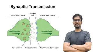 Synaptic Transmission || Inter Zoology Most Important Question