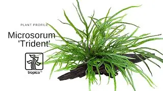 Microsorum pteropus 'Trident' - Папоротник трезубец