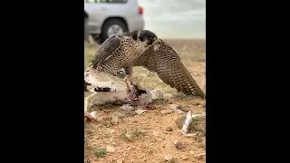 شعراء الطير|كل شاعر بقصيدة عن الطير|عمالقة الشعر