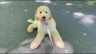 A WEEK IN A LIFE OF A 14 WEEKS OLD PUPPY | LABRADOODLE LOUIS