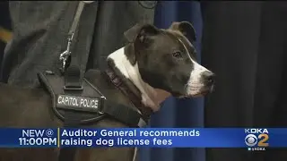Report Warns Bureau Of Dog Law Enforcement Could Run Out Of Money