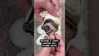 Помогаем безумному шарообразному питону вылупиться😍🐍