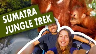 3 DAY JUNGLE TREK NORTH SUMATRA INDONESIA RAINFOREST to see  MALE SUMATRAN ORANGUTAN | Bukit Lawang