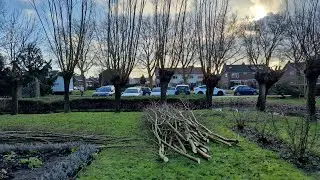 Knotten van de knotwilgen Streekmuseum #Krimpenerwaard #Krimpen aan den IJssel #gemkadij
