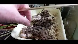 19.04. 2024 р.квіткові новини 🌱 урожай імбиру 🤣