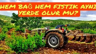 Bağ ve Antep fıstığına 5 li pullukla  derin sürüm...