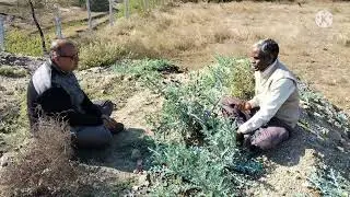 #भोरिगंणी  #Yello Berrid  #उतकंटक #Globe Thistle सत्यानाशी #Prickly Poppy बहुफली