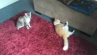 Mel (amarelo) e Tiquinho