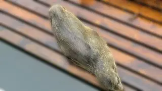Wild Cape Fur Seal sleeps in a weird position