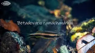 Betadevario ramachandrani in a Western Ghat hillstream (Part 3) (Watch in 4k)