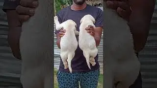 leb puppy available location mandya 8197280670#youtubeshorts #darshan #dog #instagram #mysore