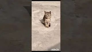 cute cats😺#shortvideo #ytshorts #shortsfeed #cutecats