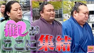 推しがここに集結✨国技館入り秋場所総集編【朝乃山・三田・宝富士など】
