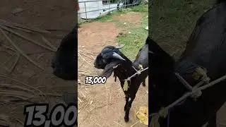 13,000💸വില ചോദിക്കുന്ന ആട് 🐐ചട്ടിപറമ്പ ചന്തയിൽ Chattiparamba adu Chanda | Kerala goat market #goat