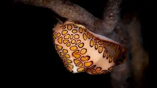 Facts: The Flamingo Tongue