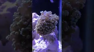 New Frogspawn Coral - Reef Tank