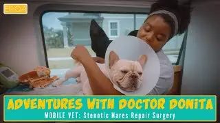 Episode 4: Stenotic Nares Repair| Mobile Vet Adventures with Dr. Donita