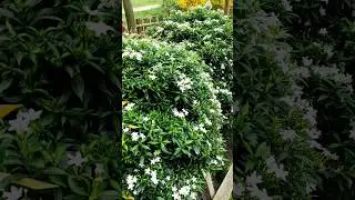 Crape Jasmine | Mini Chandni | Summer flowering plant