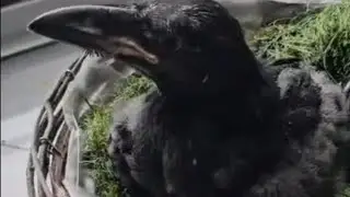Oscar the Raven: Life With a Super-Intelligent Bird