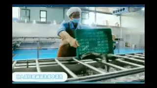 Fish processing, whitefish processing, #fishmachine #fishprocessing #seafood #seafood #aquaculture