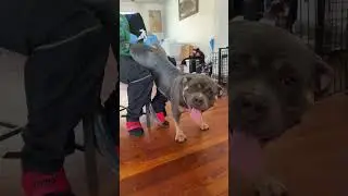 First AI&hellip; Pock Bully, Blue Tri Monster Female 