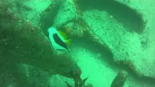 Black and White Butterflyfish near Suzy's Wreck