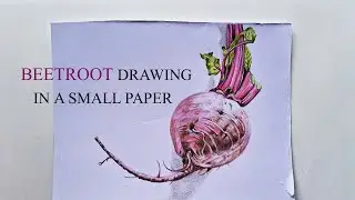 colour pencil drawing | Realistic Beetroot drawing | drawing a vegetable | 3D Art | Camlin